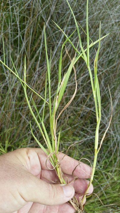 Paspalum eglume, photographed by Jay Horn