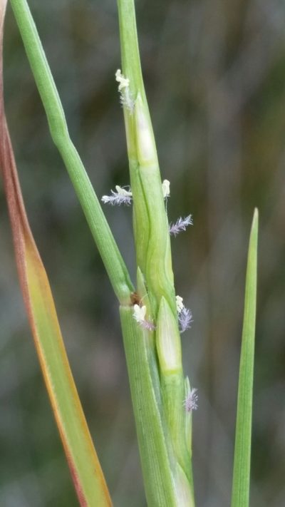 Paspalum eglume, photographed by Jay Horn
