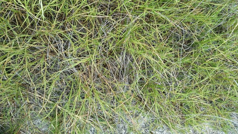 Paspalum eglume, photographed by Jay Horn