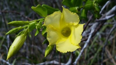Pentalinon luteum, photographed by Jay Horn