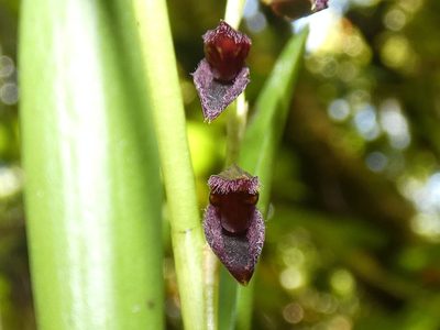 Stelis segoviensis, photographed by Kai Squires