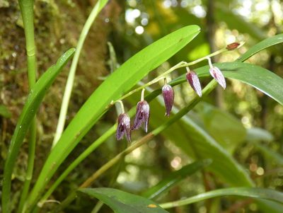 Stelis segoviensis, photographed by Kai Squires