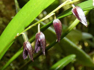 Stelis segoviensis, photographed by Kai Squires