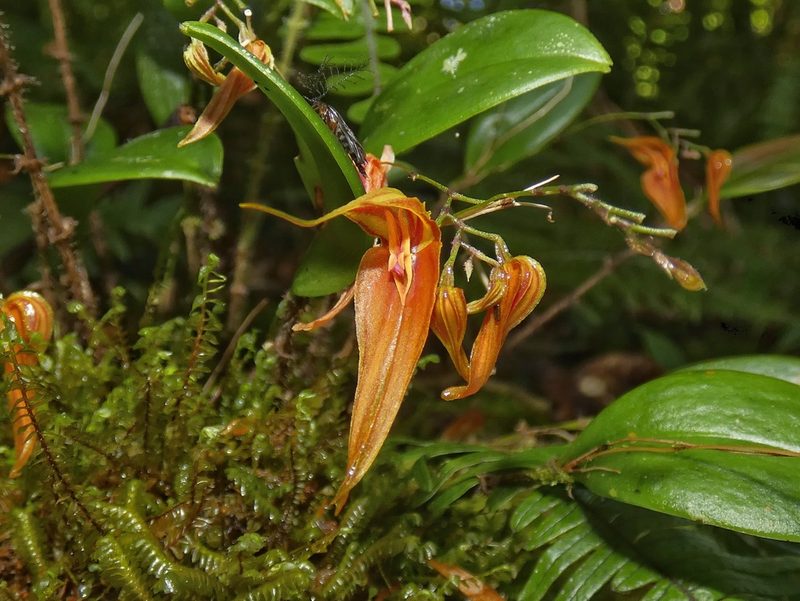 Lepanthes genetoapophantica, photographed by Kai Squires