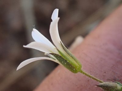Sabulina stolonifera, photographed by Trevor Van Loon