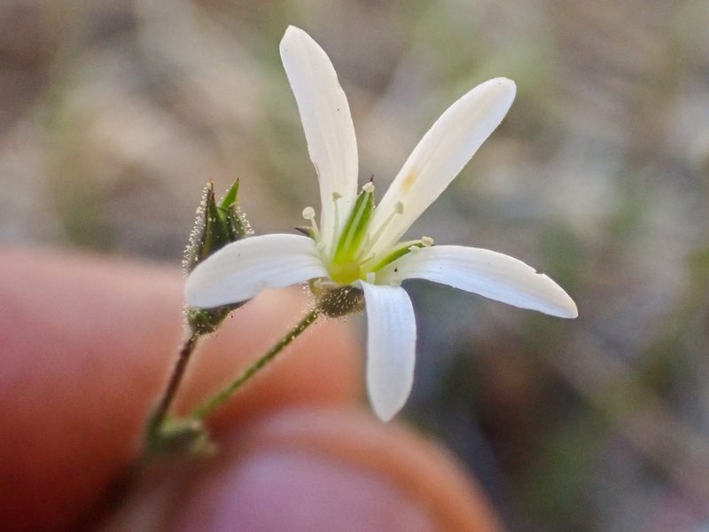 Sabulina stolonifera, photographed by Trevor Van Loon