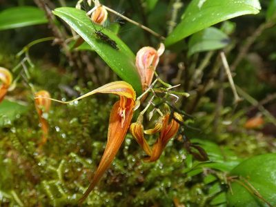 Lepanthes genetoapophantica, photographed by Kai Squires