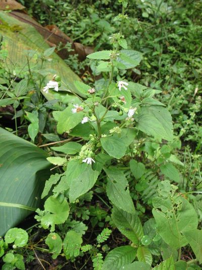 Adenostemma platyphyllum, photographed by Lena Struwe