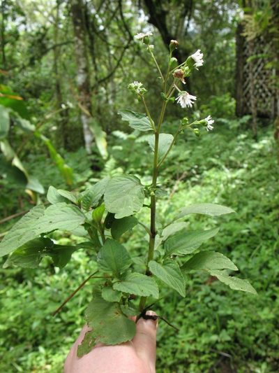 Adenostemma platyphyllum, photographed by Lena Struwe