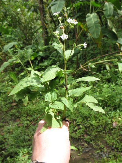 Adenostemma platyphyllum, photographed by Lena Struwe