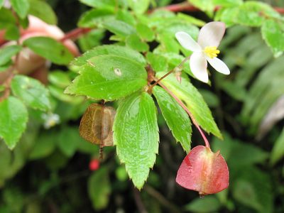 Begonia foliosa, photographed by Lena Struwe