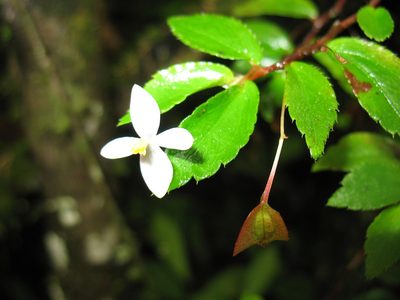 Begonia foliosa, photographed by Lena Struwe