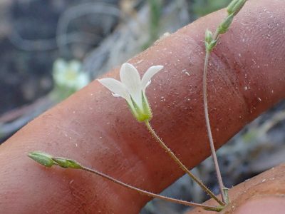 Sabulina stolonifera, photographed by Trevor Van Loon