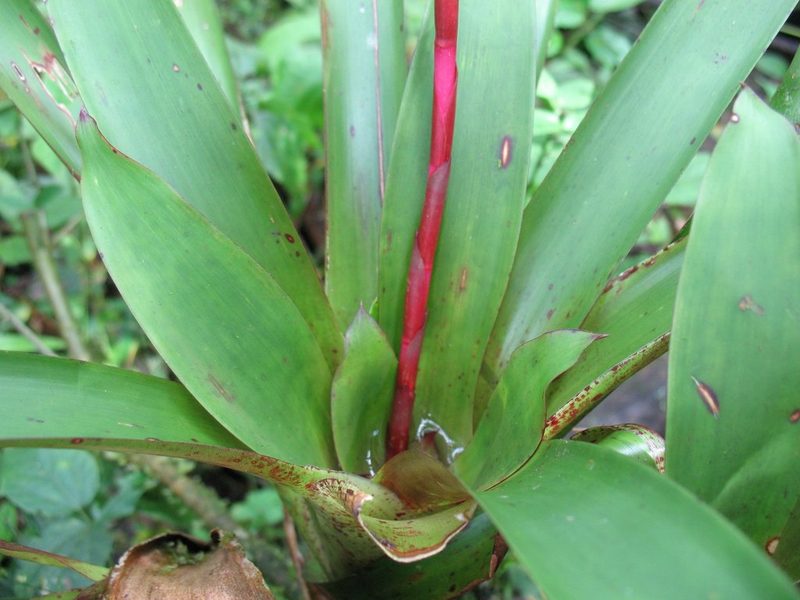 Guzmania rhonhofiana, photographed by Lena Struwe