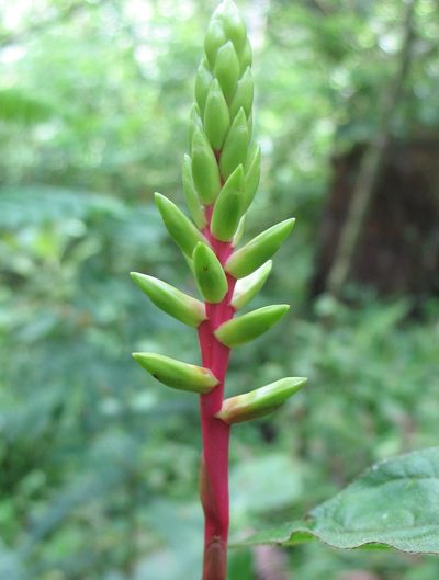 Guzmania rhonhofiana, photographed by Lena Struwe