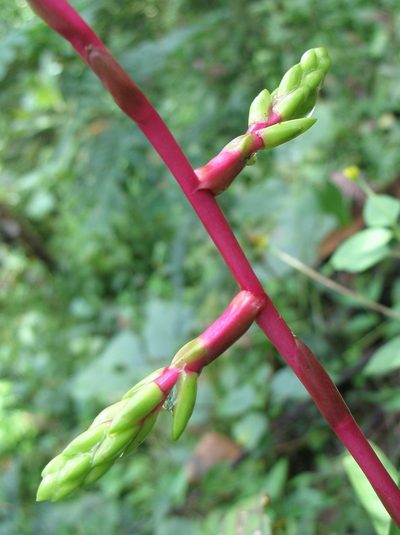 Guzmania rhonhofiana, photographed by Lena Struwe