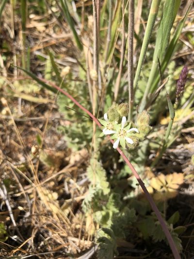 Potentilla marinensis, photographed by Nicholas Wei