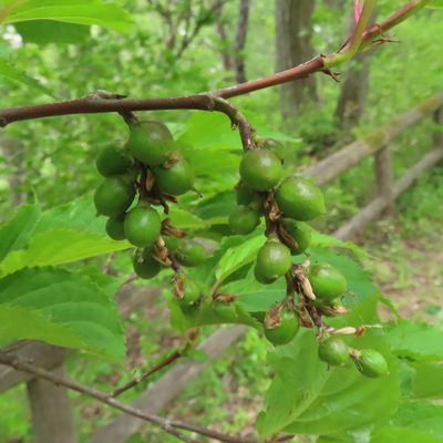 Stachyurus praecox, photographed by Timur Kalininsky