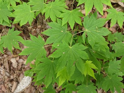 Acer sieboldianum, photographed by Timur Kalininsky