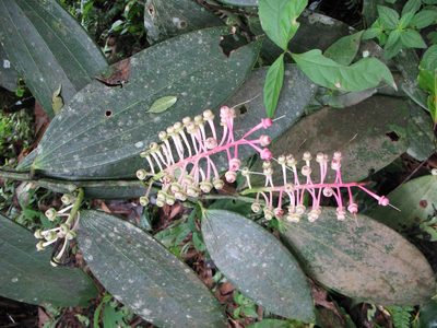 Cavendishia grandifolia, photographed by Lena Struwe