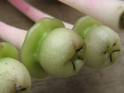 Cavendishia grandifolia, photographed by Lena Struwe
