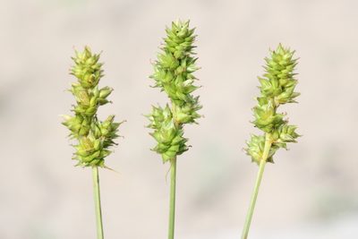 Carex muehlenbergii, photographed by Quinten Wiegersma