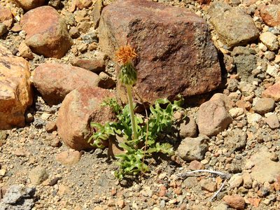 Hypochaeris tenuifolia, photographed by Guillermo Debandi