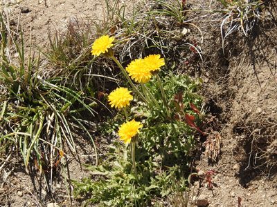 Hypochaeris tenuifolia, photographed by Guillermo Debandi
