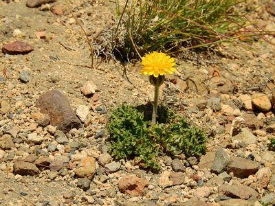 Hypochaeris tenuifolia, photographed by Guillermo Debandi