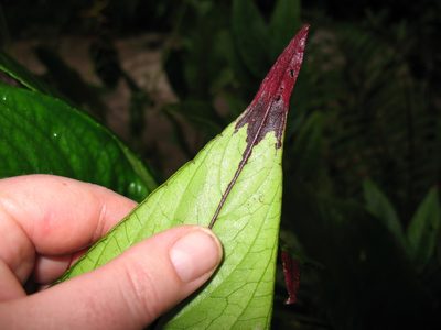Columnea karstenianum, photographed by Lena Struwe