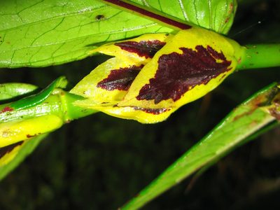 Columnea karstenianum, photographed by Lena Struwe