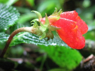 Gasteranthus quitensis, photographed by Lena Struwe