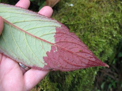 Columnea eburnea, photographed by Lena Struwe