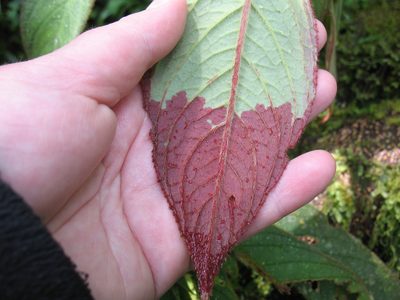 Columnea eburnea, photographed by Lena Struwe