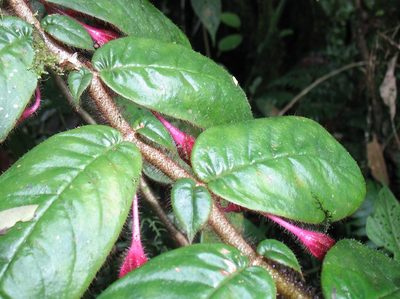 Columnea ciliata, photographed by Lena Struwe