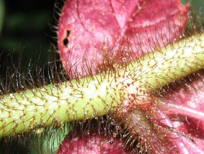 Columnea ciliata, photographed by Lena Struwe