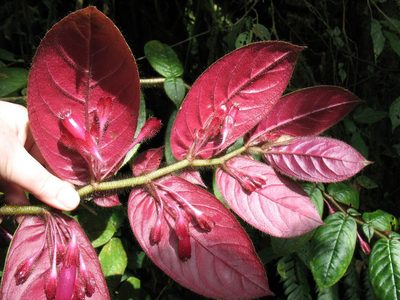 Columnea ciliata, photographed by Lena Struwe