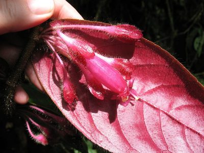 Columnea ciliata, photographed by Lena Struwe