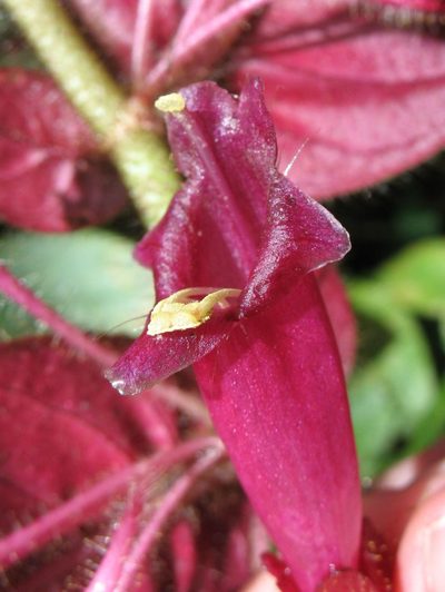 Columnea ciliata, photographed by Lena Struwe