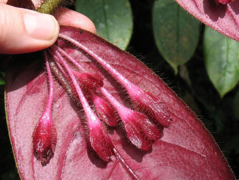 Columnea ciliata, photographed by Lena Struwe