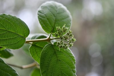 Viburnum jucundum, photographed by Neptalí Ramírez Marcial