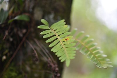 Pleopeltis alansmithii, photographed by Neptalí Ramírez Marcial