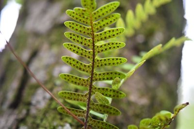 Pleopeltis alansmithii, photographed by Neptalí Ramírez Marcial