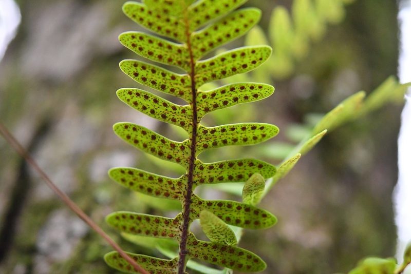 Pleopeltis alansmithii, photographed by Neptalí Ramírez Marcial