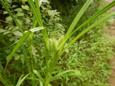 Carex frankii, photographed by Luke Wildfire
