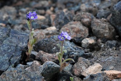 Phacelia greenei, photographed by Trevor Van Loon