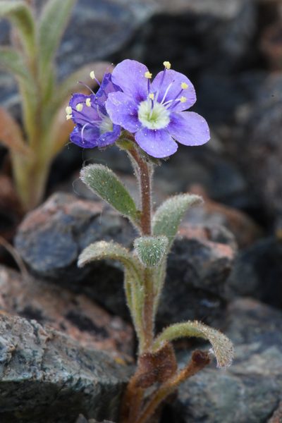 Phacelia greenei, photographed by Trevor Van Loon