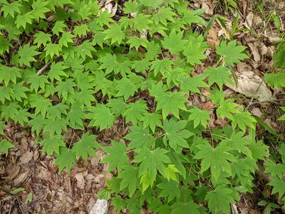 Acer sieboldianum, photographed by Timur Kalininsky