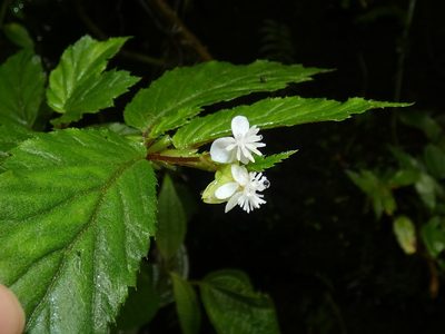 Begonia urticae, photographed by Kai Squires