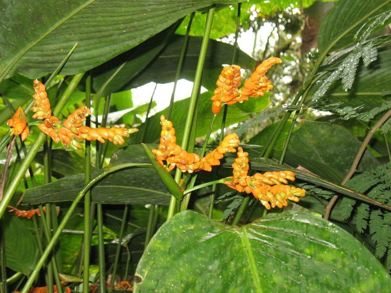 Stromanthe jacquinii, photographed by Lena Struwe